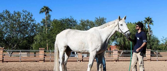 Pinnacle Peak Recovery Equine Therapy